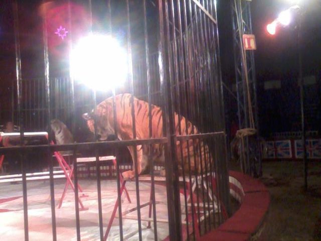 tigres de siveria